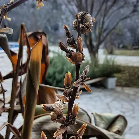 Πανσιόν Velagic